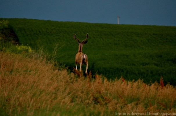 Having granted me enough of his time, the buck departs, antlers stark against the backdrop of a stormy sky. July 25, 2014. 